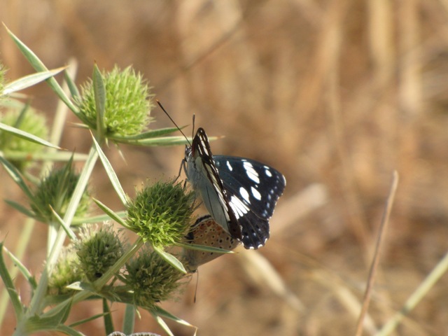 Limenitis reducta?